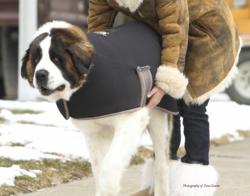 Samson, our beloved model pictured wearing The Chase Coat is a 8yr old male 160 pound St. Bernard and is a family member of Susan Dawson Comerzan
